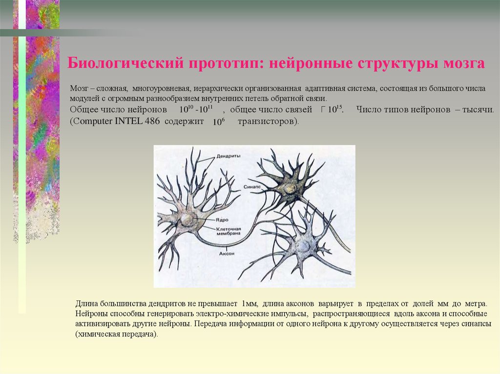 Биологический прототип: нейронные структуры мозга