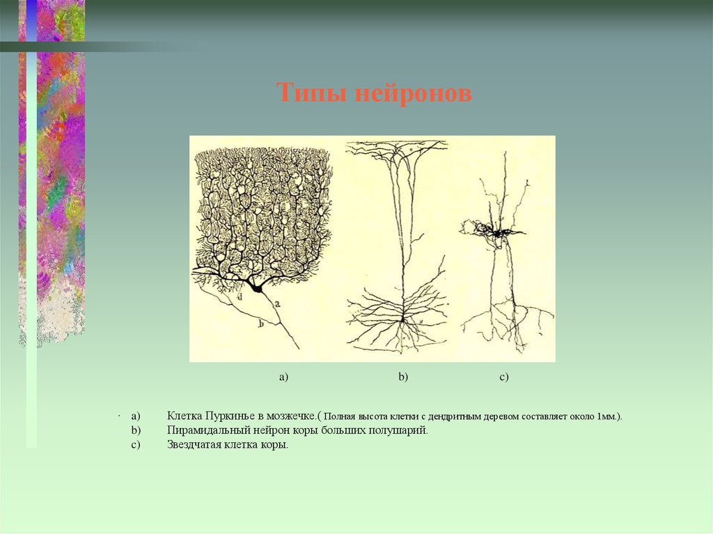 Клетки коры. Типы нейронов коры. Пирамидные Нейроны коры. Звездчатые клетки коры больших полушарий. Пирамидные клетки коры.