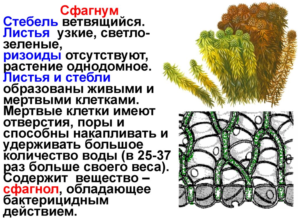 Хромосомный набор клеток листа сфагнума. Мох сфагнум характеристика. Мох сфагнум характеристика растения. Сфагнум сфагновые мхи. Мох сфагнум ризоиды.