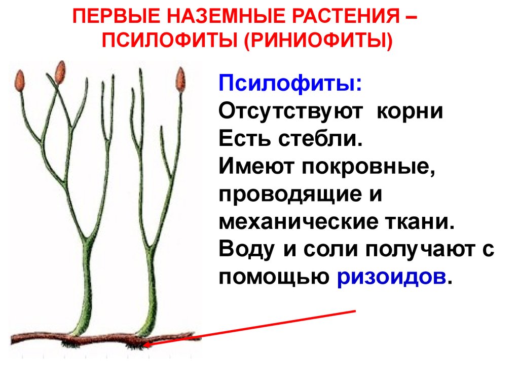 Риниофиты первые растения освоившие наземно воздушную. Риниевые псилофиты. Риниофиты Силур. Псилофиты первые наземные растения. Псилофиты Силур.