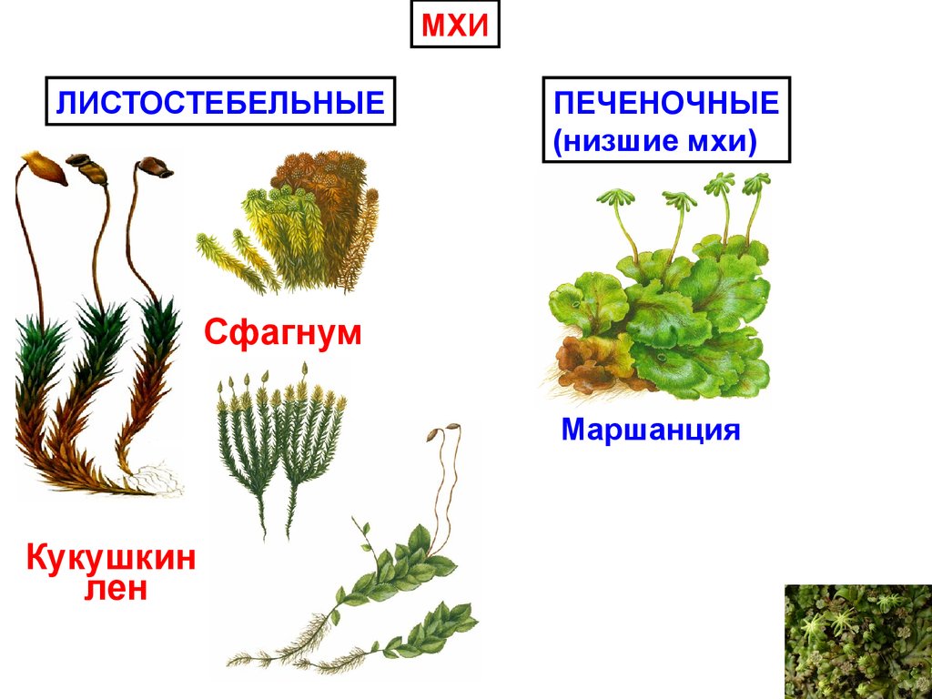 Примеры мхов. Маршанция Кукушкин лен сфагнум. Мхи Кукушкин лен сфагнум маршанция. Моховидные маршанция Кукушкин лен. Растения отдела Моховидные таблица.