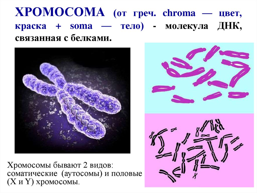 Изменение окраски хромосом. Хромосомы человека. Y хромосома. Половые хромосомы. Виды хромосом.