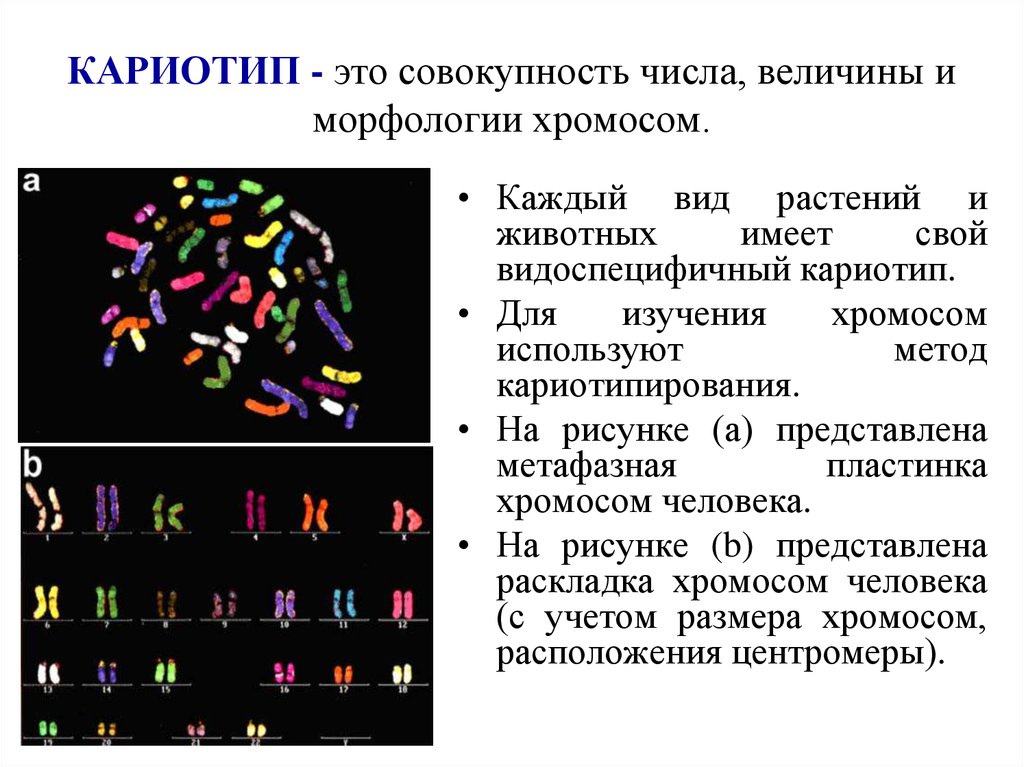 Характеристики хромосом человека. Клетка печени кариотип. Кариотип это в биологии. Акроцентрические хромосомы в кариотипах женщин:. Кариотип растения скерды.