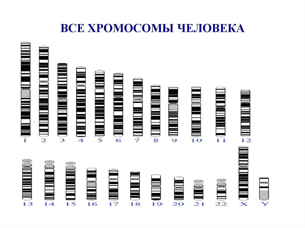 Карта х хромосомы человека