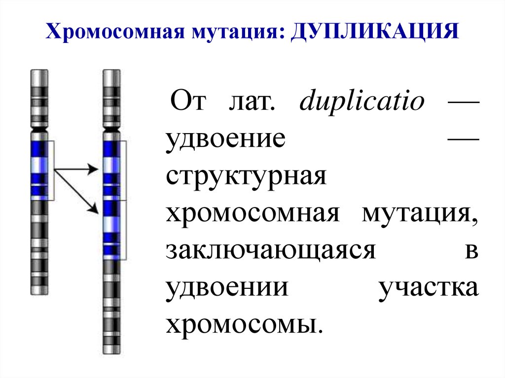 Изменения в хромосомах. Дупликация участка хромосомы. Схема дупликации хромосом. Схема дупликации генетика. Хромосомные мутации дупликация.