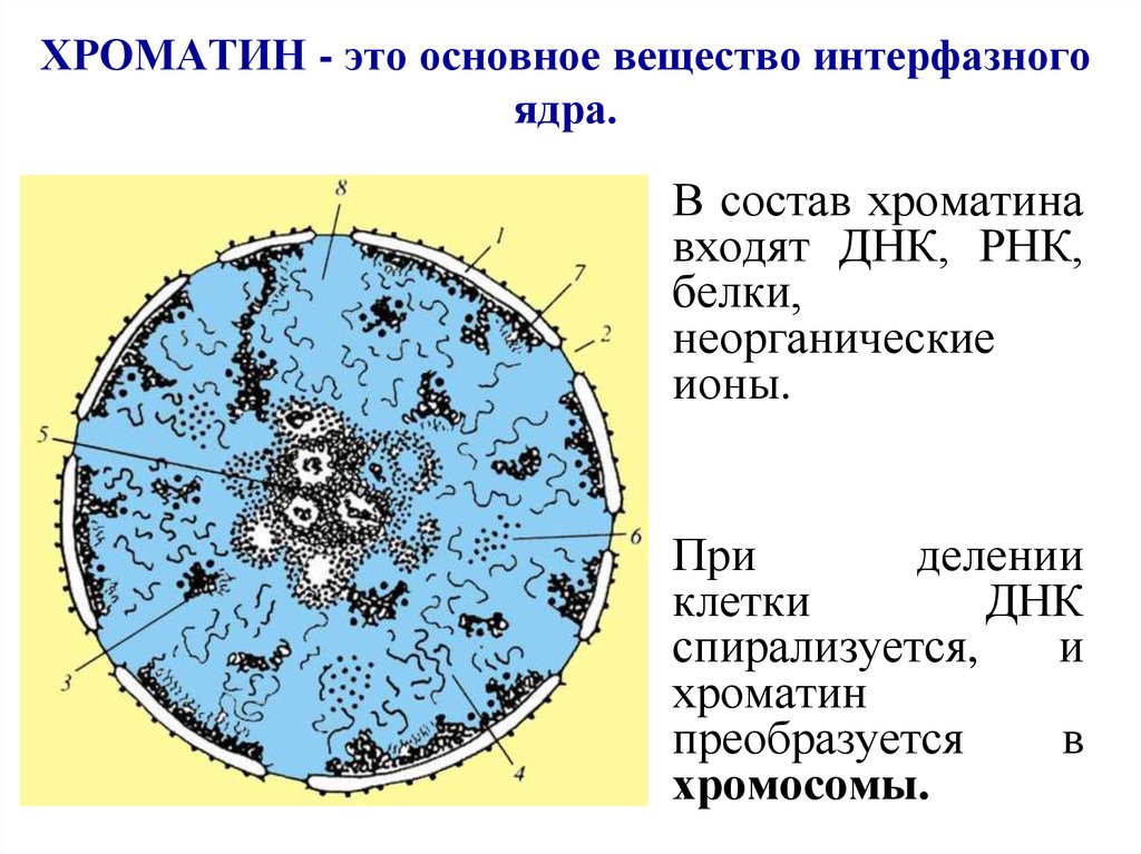 Что собой представляет хроматин. Строение интерфазного ядра клетки. Ультраструктура интерфазного ядра. Ультраструктура хроматина. Хроматин строение в клетке.