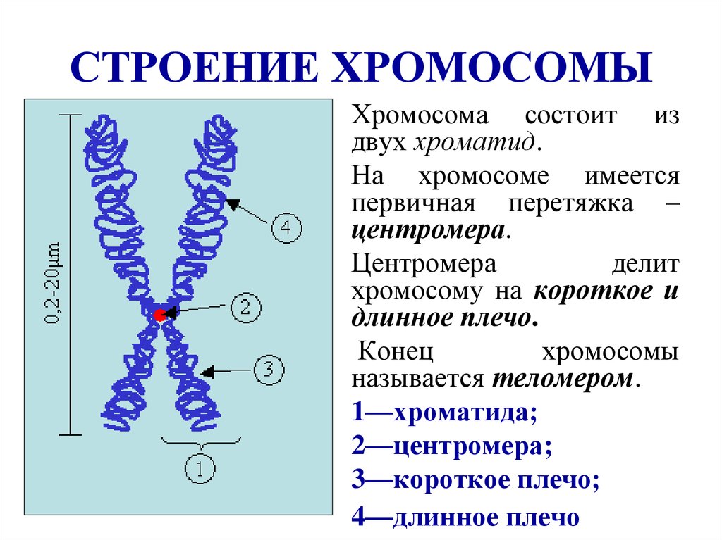 Где в клетке находятся хромосомы ?