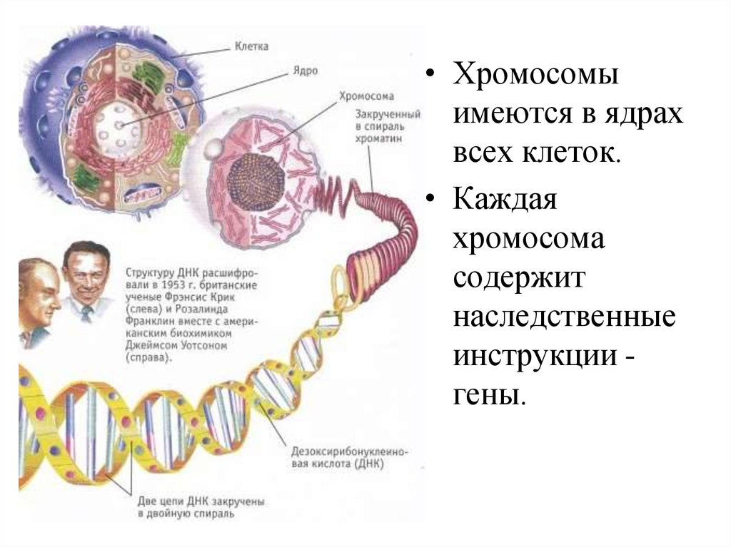 47 хромосом фото хромосом