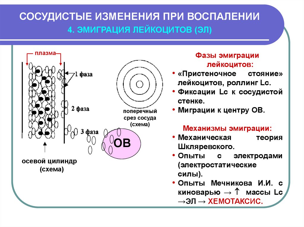 Сосудистые изменения. Механизмы эмиграции лейкоцитов в очаг воспаления. Хемотаксис лейкоцитов механизм. Механизм миграции лейкоцитов в очаг воспаления. Патогенез эмиграции лейкоцитов.