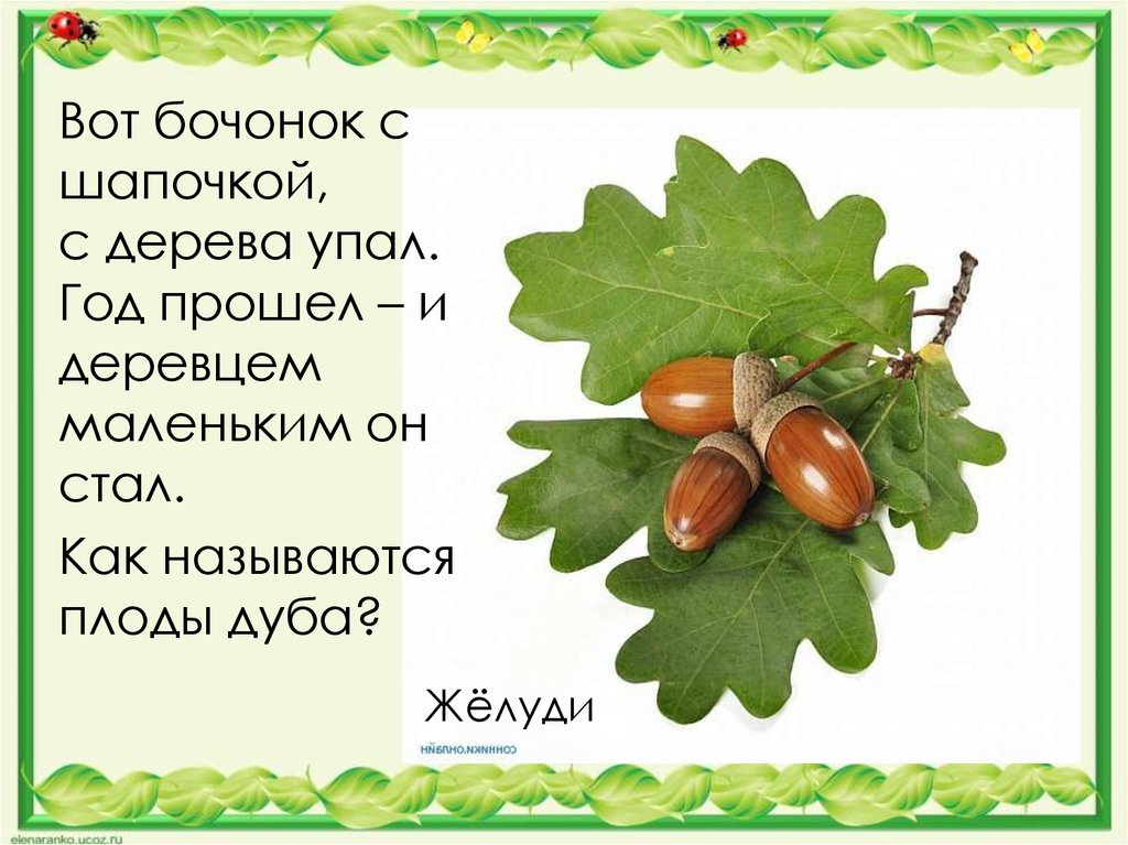 Дубы дуб 1 класс. Загадка про дуб для детей. Стих про дуб. Дуб название плода. Стих про дуб для детей.