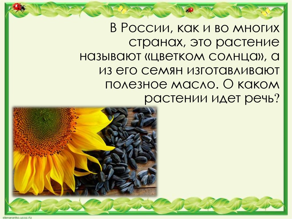 О каких цветах идет речь. О каком растении идет речь. О каком цветке идет речь. Что называют цветком солнца. Как зовут растение.