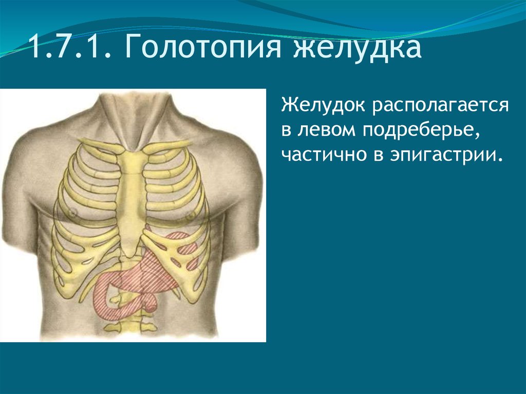 Голотопия скелетотопия синтопия. Желудок скелетотопия голотопия синтопия. Топографическая анатомия желудка скелетотопия синтопия голотопия. Скелетотопия ЖКТ. Голотопия органов брюшной полости.