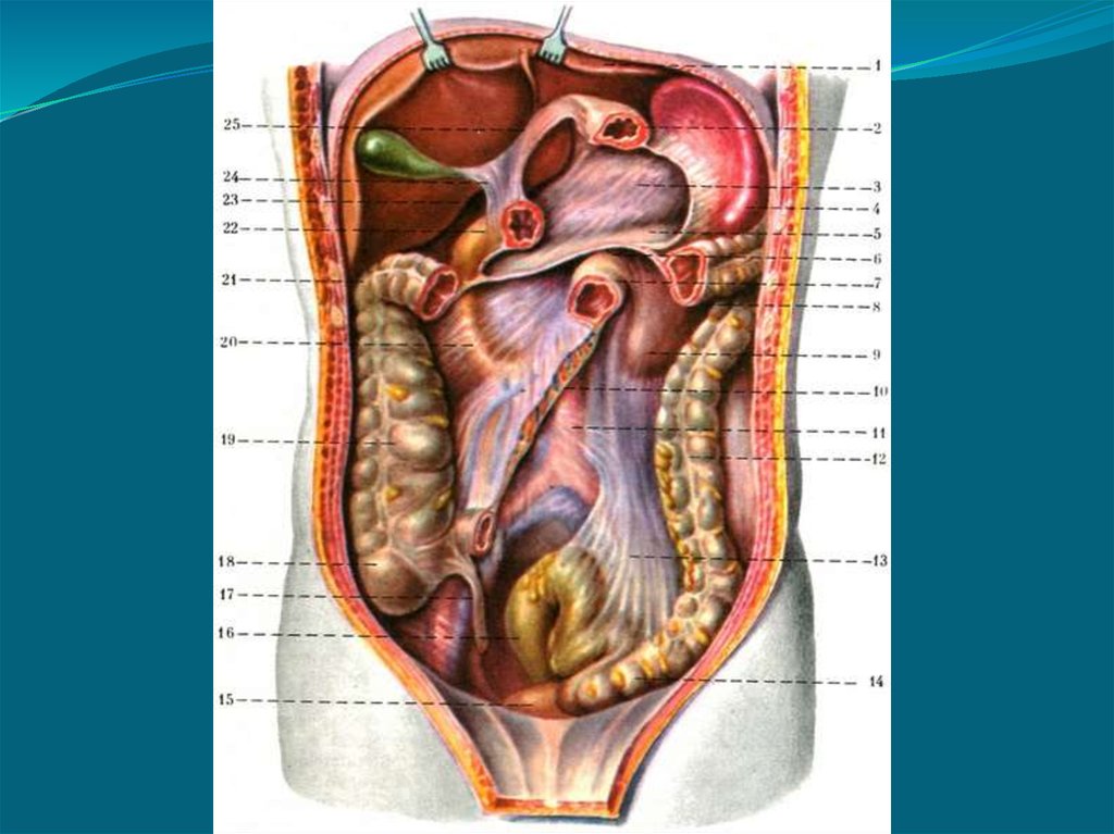Внутренние органы брюшной полости женщины расположение фото