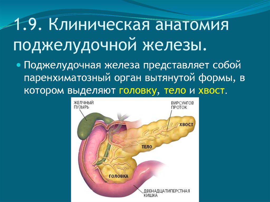 Покажи картинку поджелудочной железы. Анатомическое строение поджелудочной железы. Анатомическое строение поджелудочной железы функции. Анатомические структуры поджелудочной железы. Сапин поджелудочная железа.