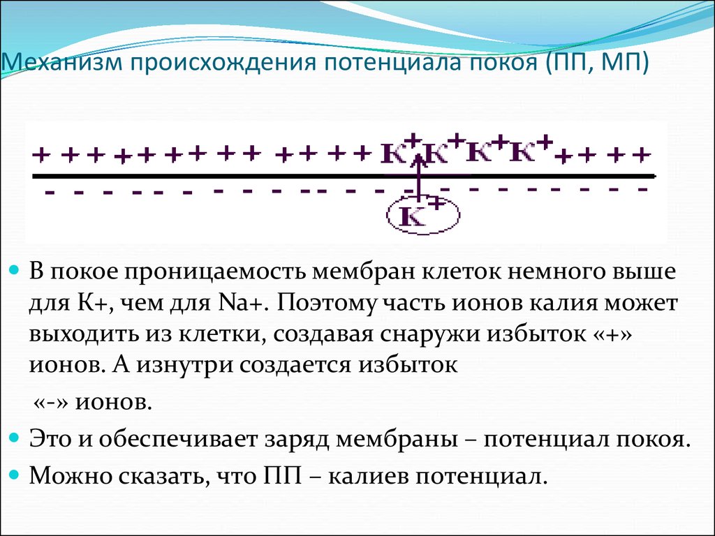 Появление механизмов. Механизм происхождения потенциала покоя. Механизм поддержания потенциала покоя. Механизм возникновения мембранного потенциала покоя. Механизм формирования потенциала покоя.