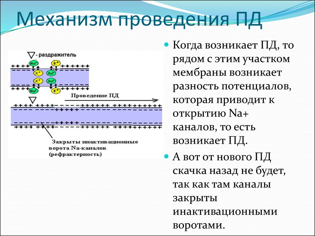 Мембранный потенциал нервной клетки