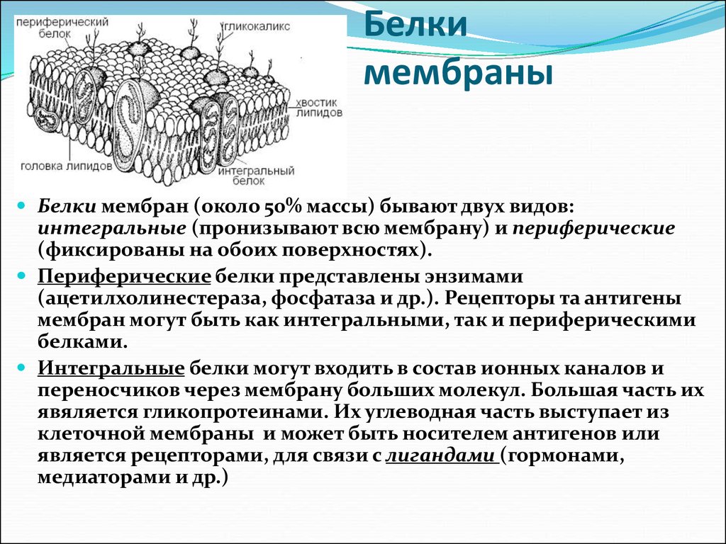 Какие особенности строения обеспечили. Интегральный белок мембраны строение. Интегральный мембранный белок структура. Белки плаз-мотической мембраны. Мембранные белки плазмолеммы.