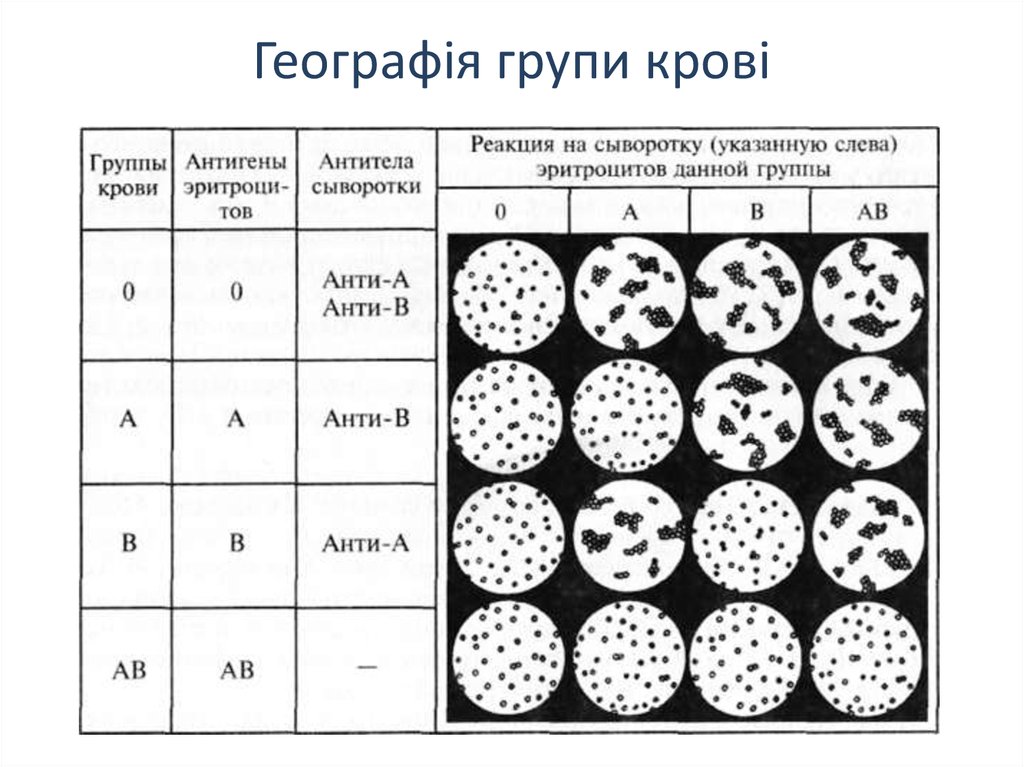 Реакция агглютинации эритроцитов