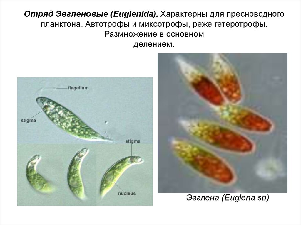 Миксотрофы. Эвгленовые миксотрофы. Протисты миксотрофы. Отряд эвгленовые – Euglenida. Миксотрофы одноклеточные.