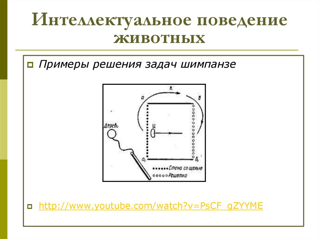 Интеллектуальное поведение