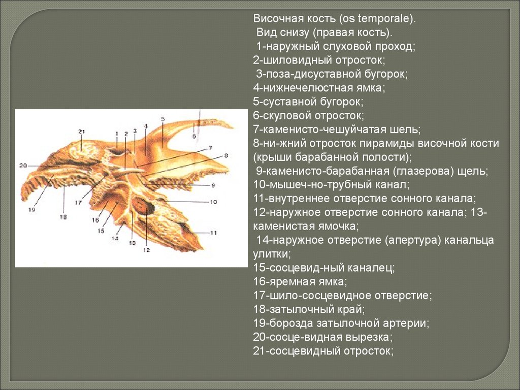 Кондиломы во влагалище у женщины