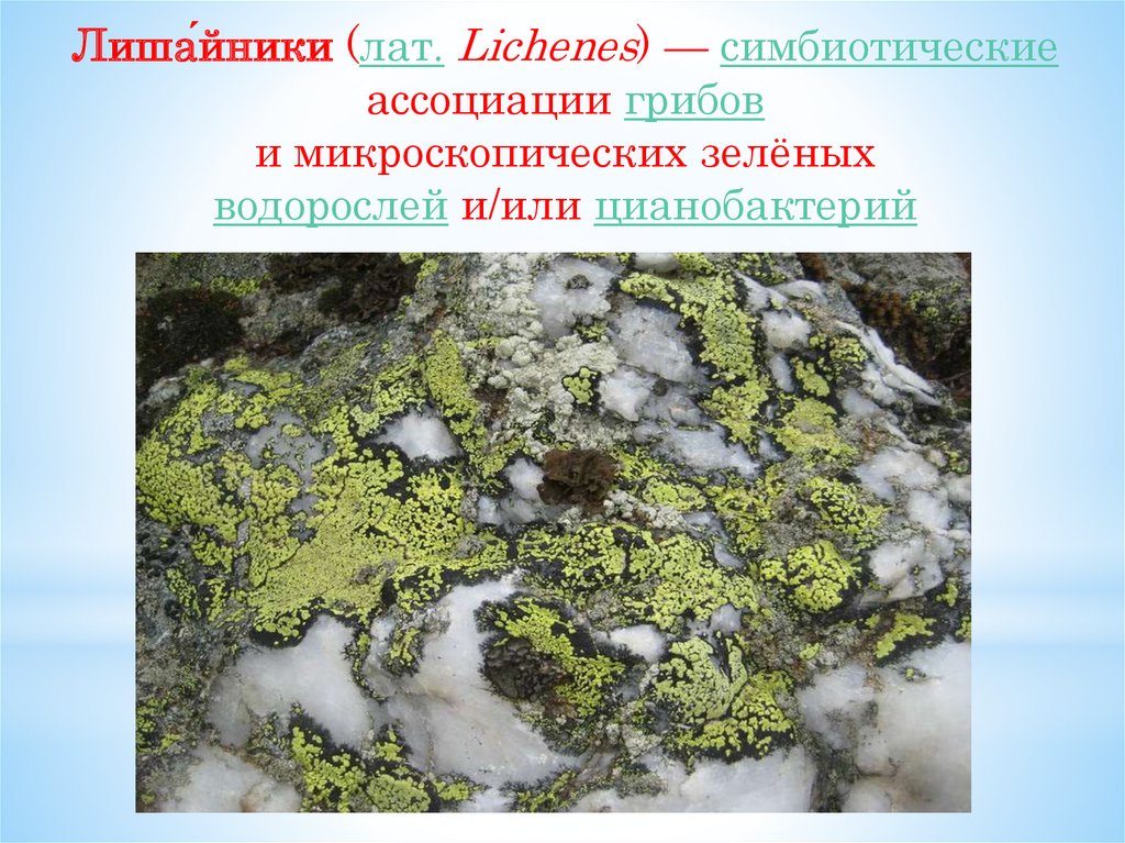 Лишайники функции гриба и водоросли. Лишайник lichenes. Цианобактерии встречаются в составе лишайников. Строение лишайника микобионт. Функции цианобактерий в лишайниках.