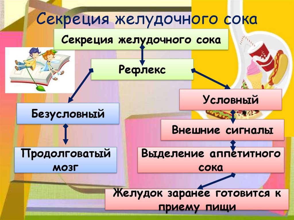 Секреция желудка. Секреция желудочного сока. Регуляция выделения пищеварительных соков. Схема выделения желудочного сока.