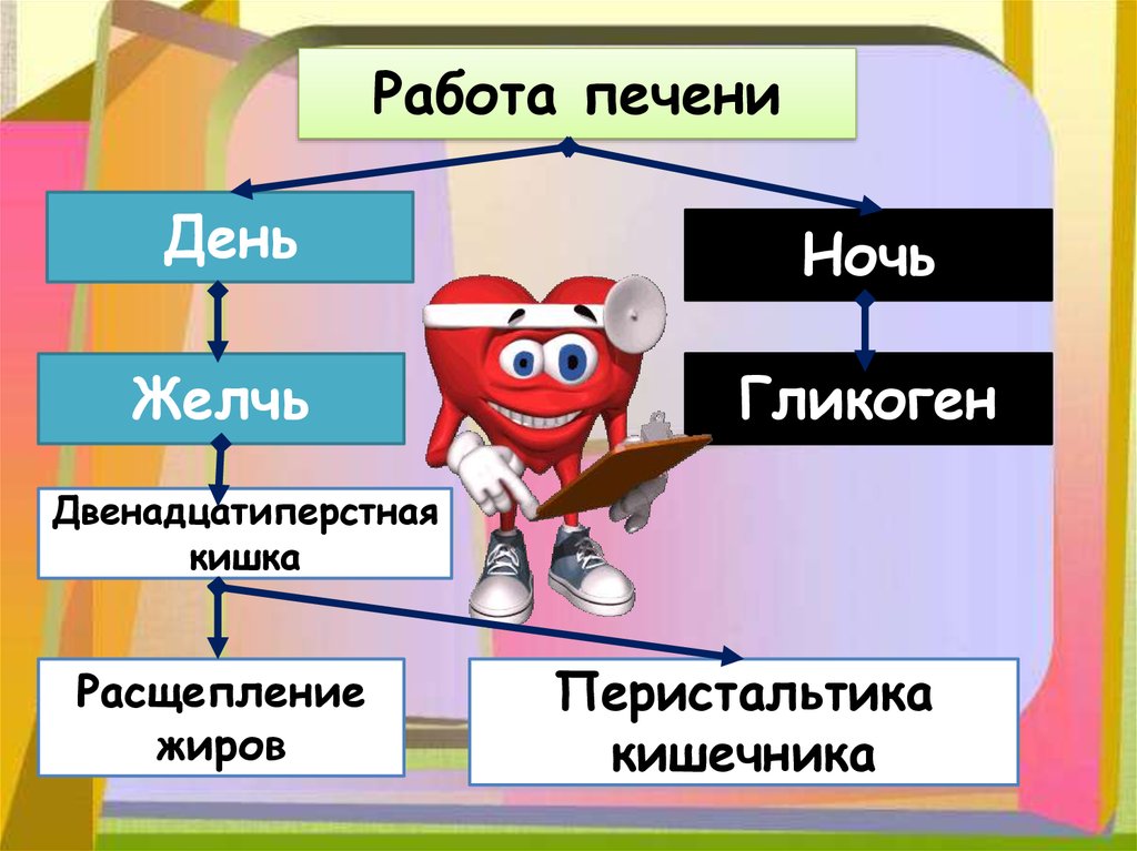 День печени. Работа печени. Как работает печень. Работа печени в организме человека.