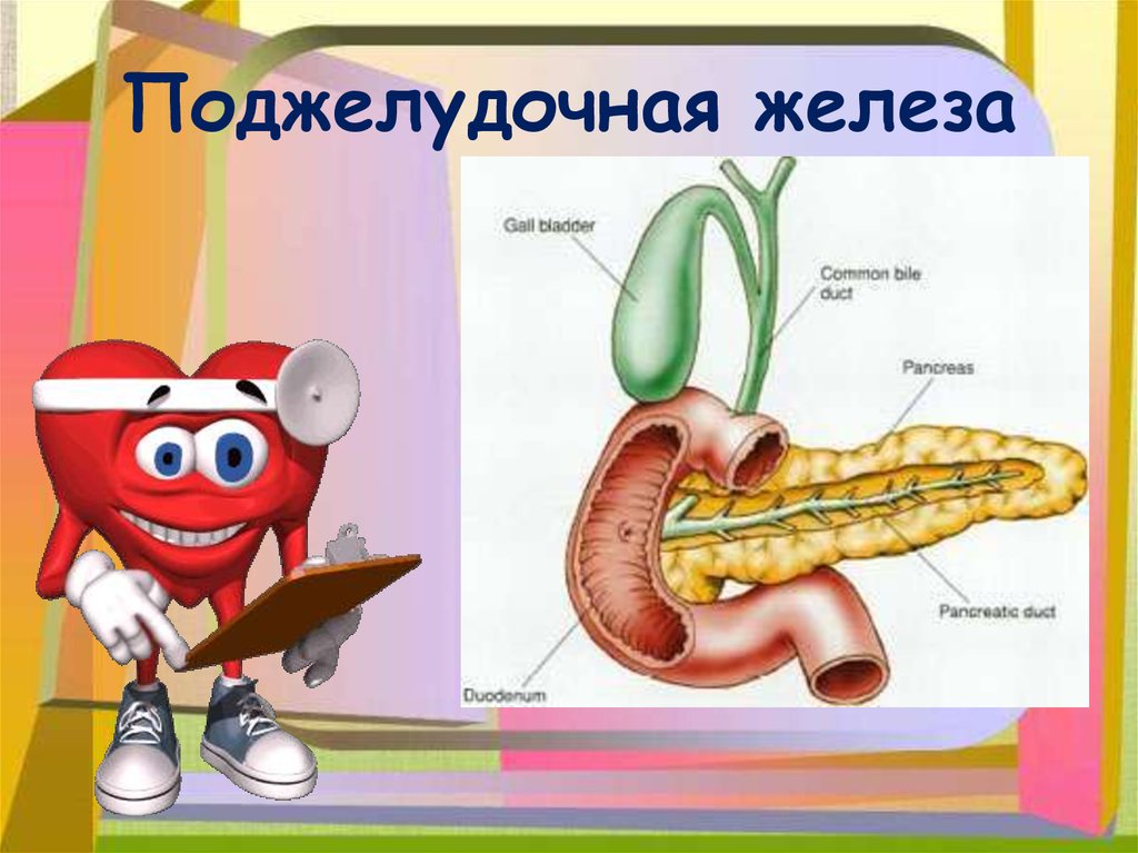 Поджелудочная железа рисунок