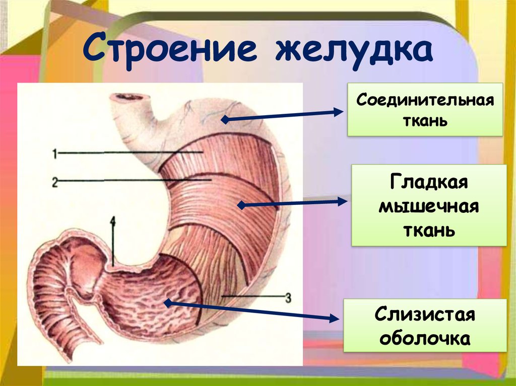 Функция оболочек желудка. Строение стенки желудка анатомия. Желудок строение анатомия переваривание. Строение внутреннего слоя желудка.