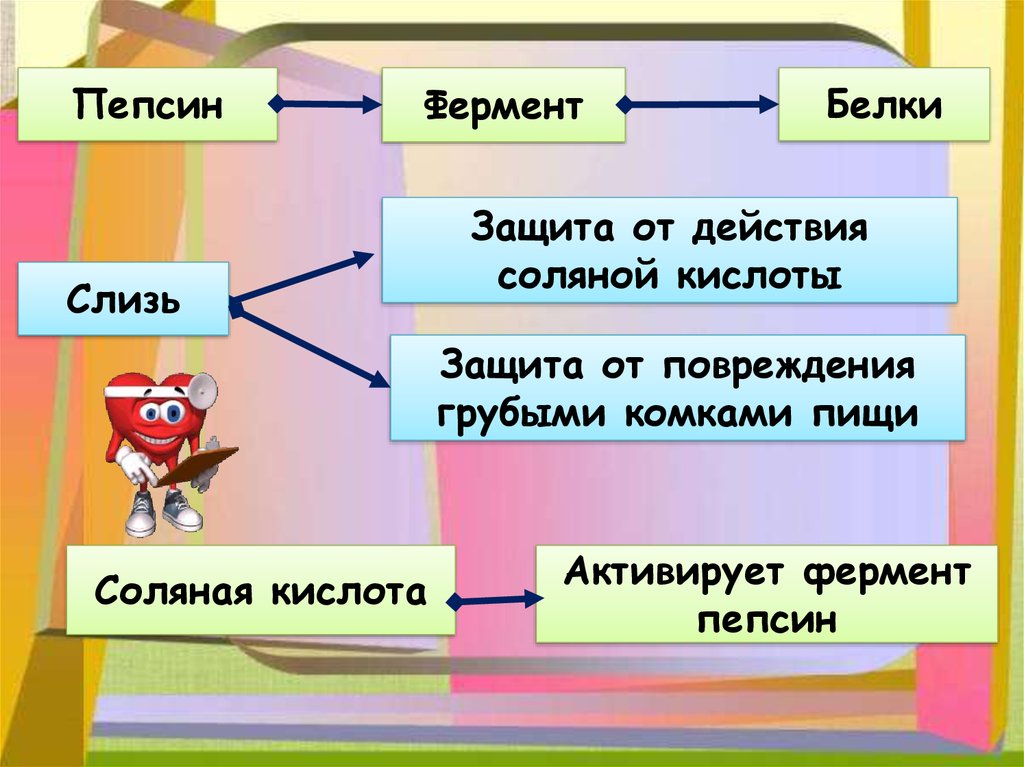 Пищеварение в желудке и двенадцатиперстной кишке действие ферментов 8 класс презентация