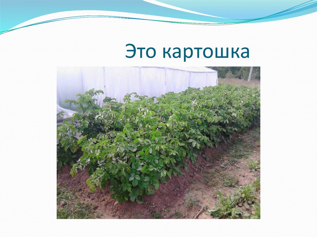 Это картошка