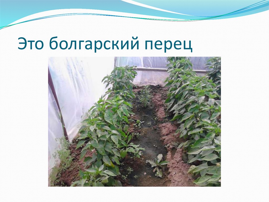 Это болгарский перец