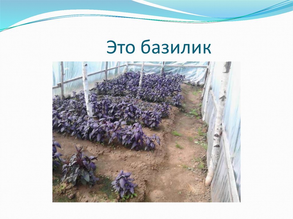 Это базилик