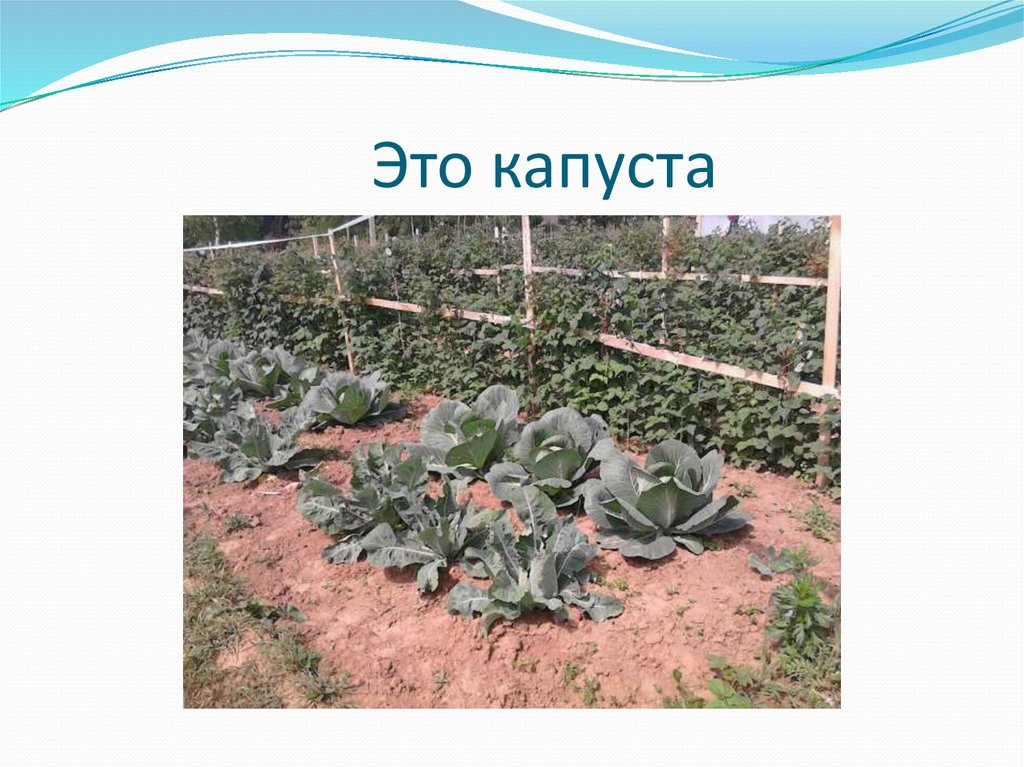 Это капуста