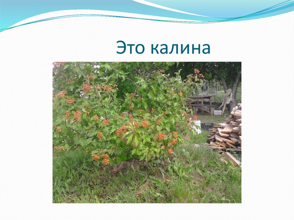Это калина