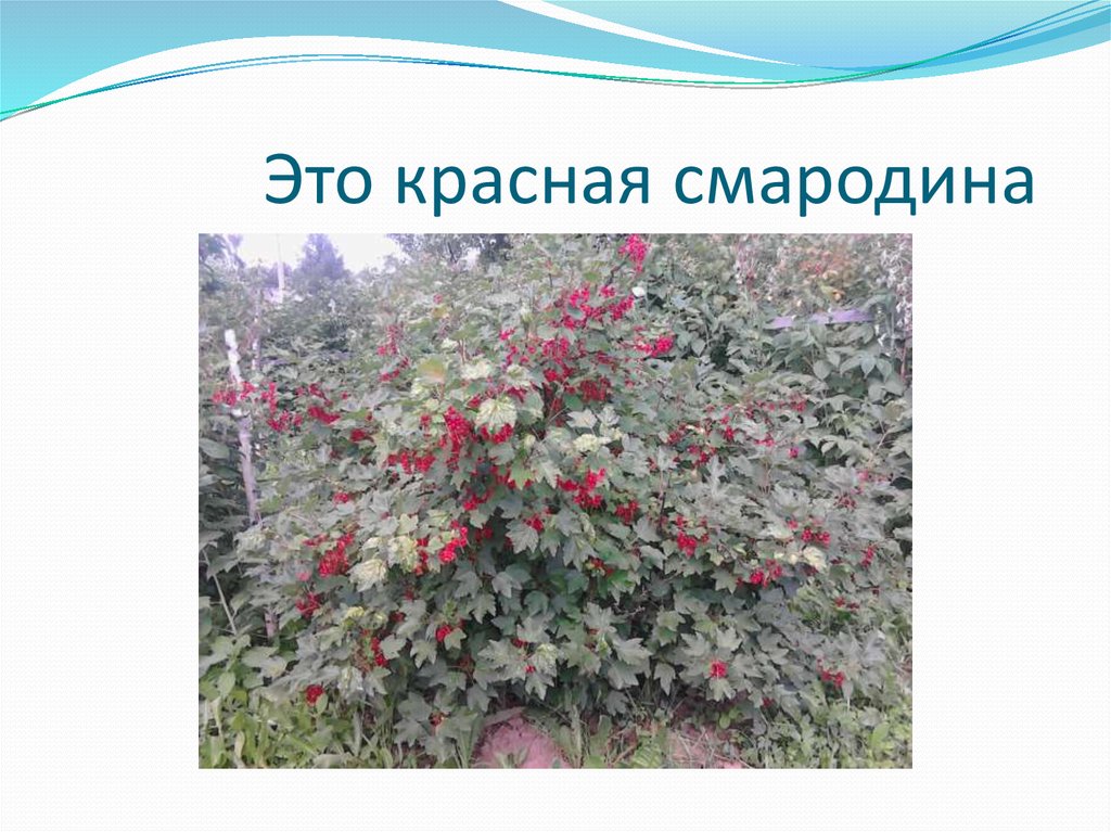 Это красная смародина