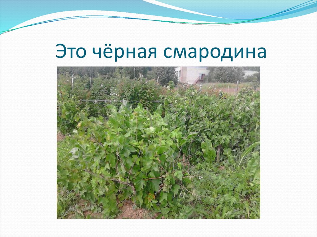 Это чёрная смародина