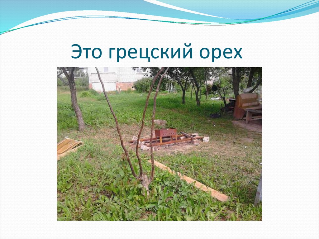 Это грецский орех