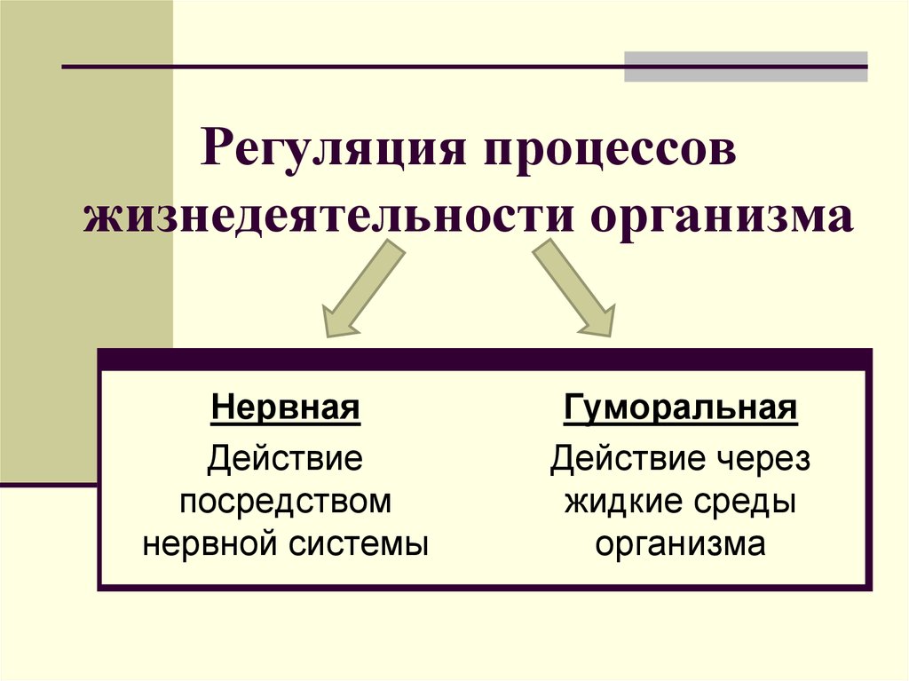 Регуляция организма человека. Регуляция процессов жизнедеятельности. Регуляция процессов жизнедеятельности организмов. Нервная и гуморальная регуляция процессов жизнедеятельности. Нейрогуморальная регуляция процессов жизнедеятельности.