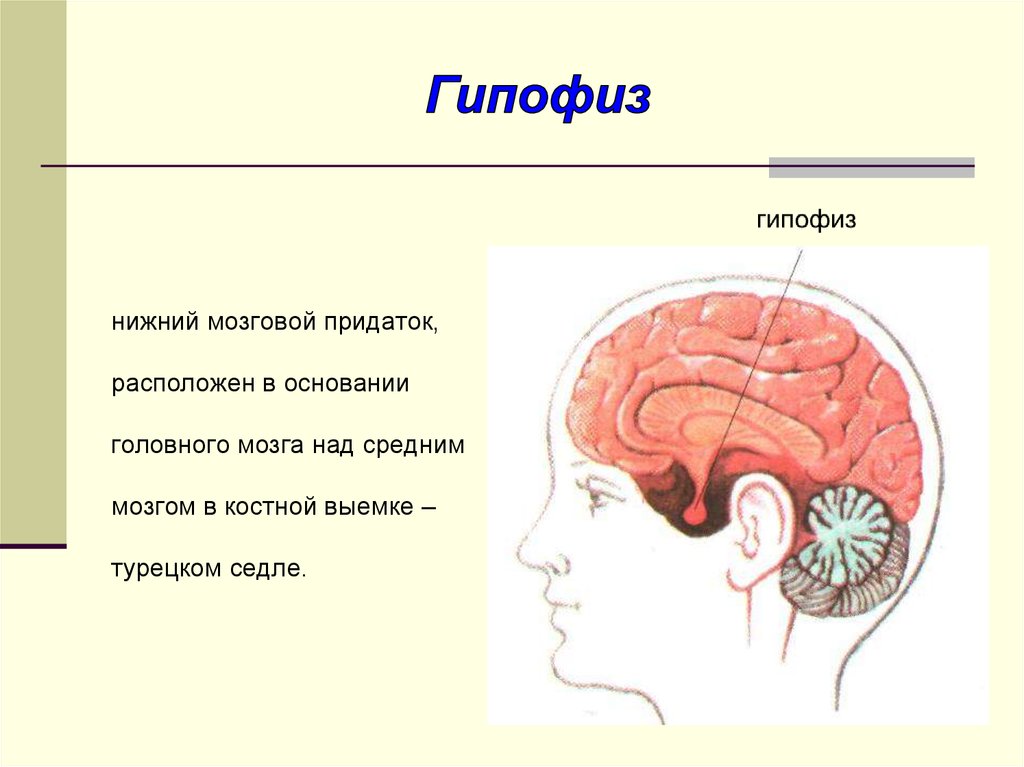 Место гипофиза. Головной мозг человека, гипофиз анатомия. Гипофиз схема мозга. Гипофиз Нижний мозговой придаток. Головной мозг гипоталамус гипофиз.