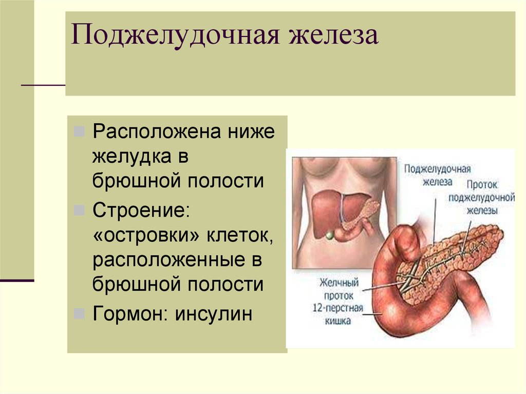 Какие железы расположены в желудке. Поджелудочная железа расположена. Поджелудочная железа расположение. Желудок и поджелудочная железа расположение.