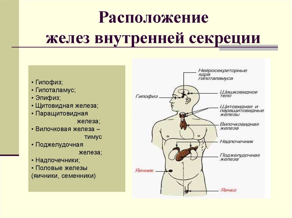Какие железы связаны с эндокринной системой. Схема расположения желез внутренней секреции организма. Железы внутренней секреции щитовидная железа. Строение желез секреции. Гипоталамус железа внутренней секреции.