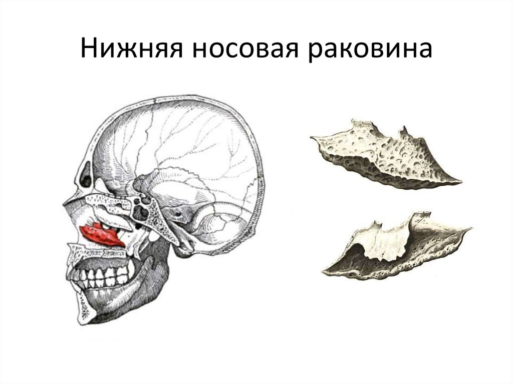 Сошник кость. Нижняя носовая раковина кость черепа анатомия. Нижняя носовая раковина кость. Нижняя носовая раковина кость черепа. Нижняя носовая раковина кость строение.
