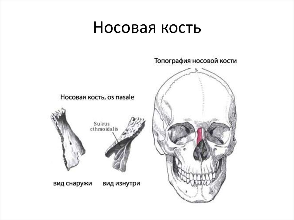 Носовая кость. Строение носовой кости анатомия. Строение носовой кости черепа. Носовая кость черепа анатомия.