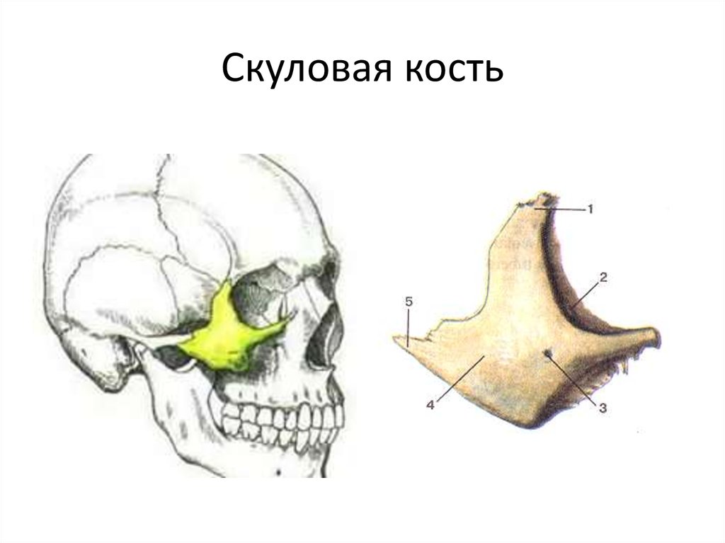 Скуловая кость анатомия картинки