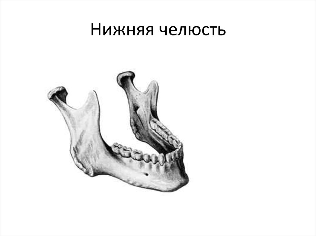 Нижняя челюсть