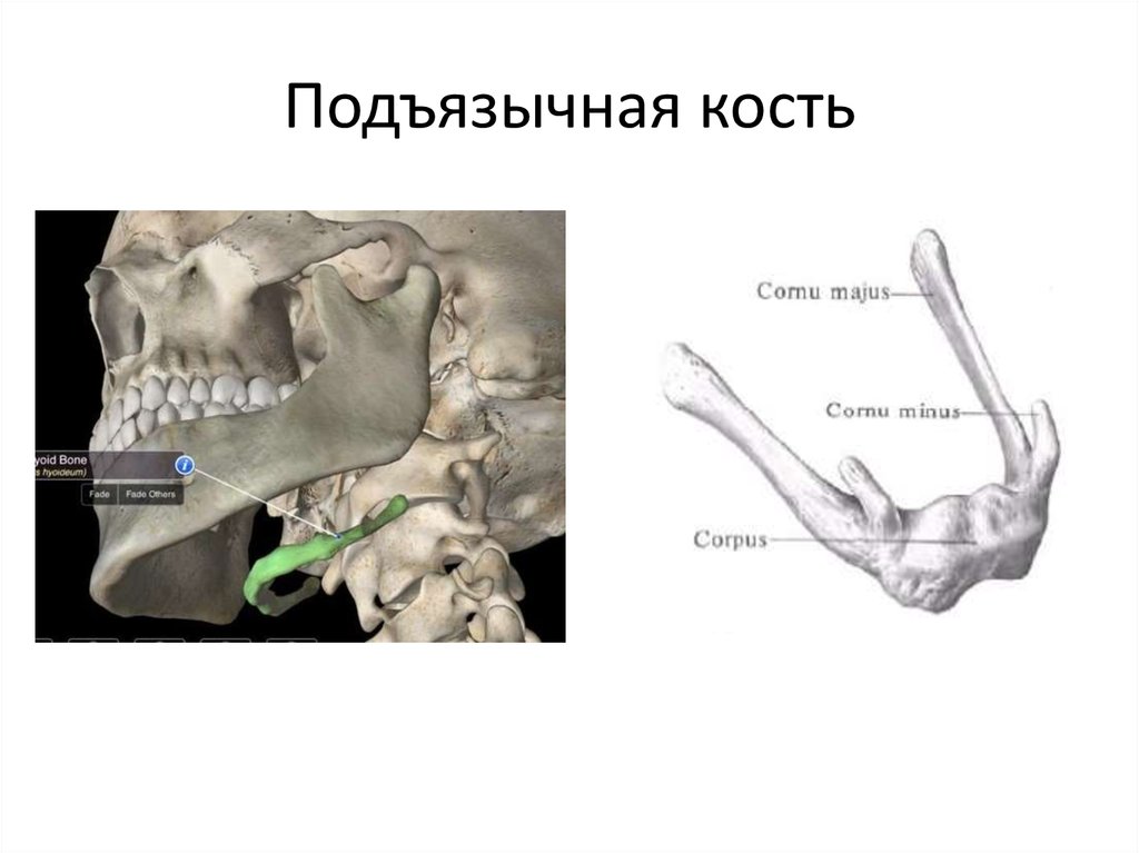 Подъязычная кость фото где находится