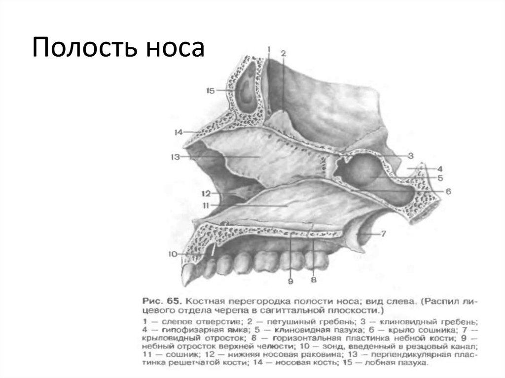 Носовая полость какая ткань