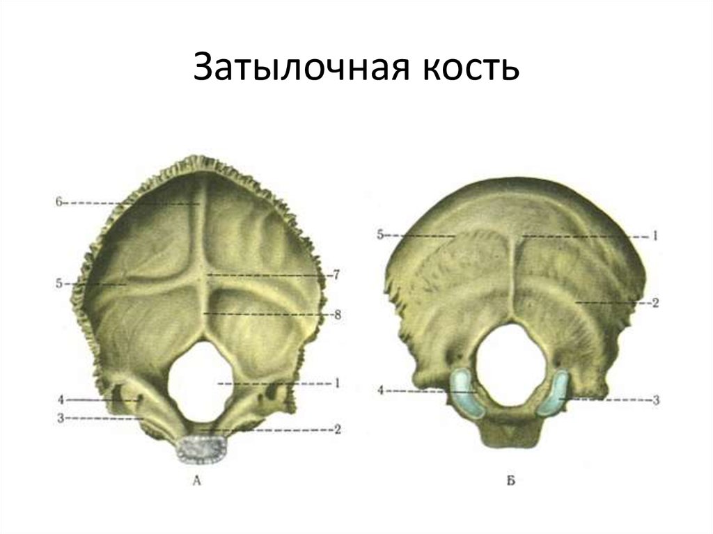 Мыщелок черепа. Кости черепа затылочная кость. Затылочная кость черепа анатомия. Затылочная кость анатомия Синельников. Затылочная кость анатомия атлас.